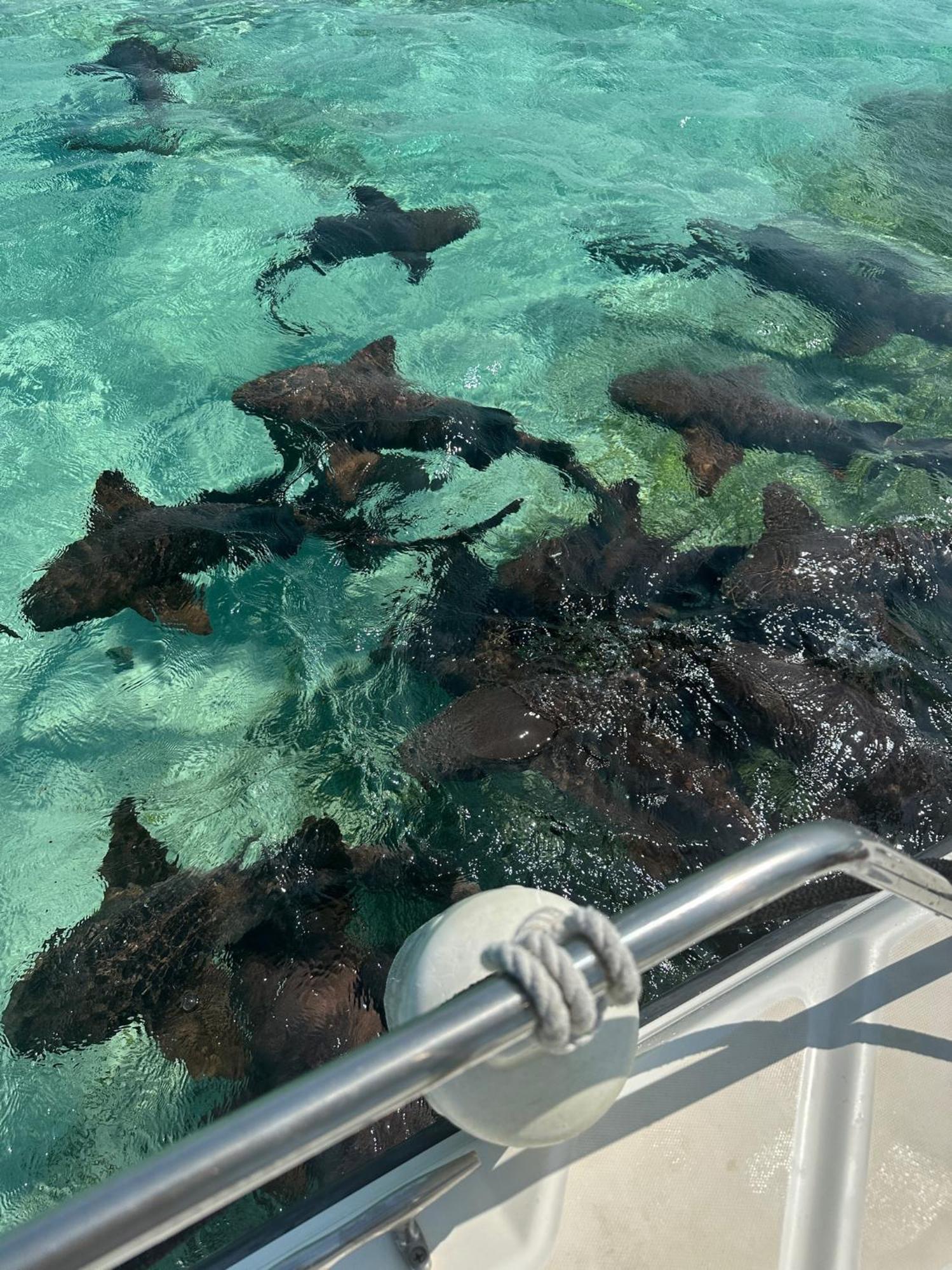The Coral Casa Villa Caye Caulker Luaran gambar