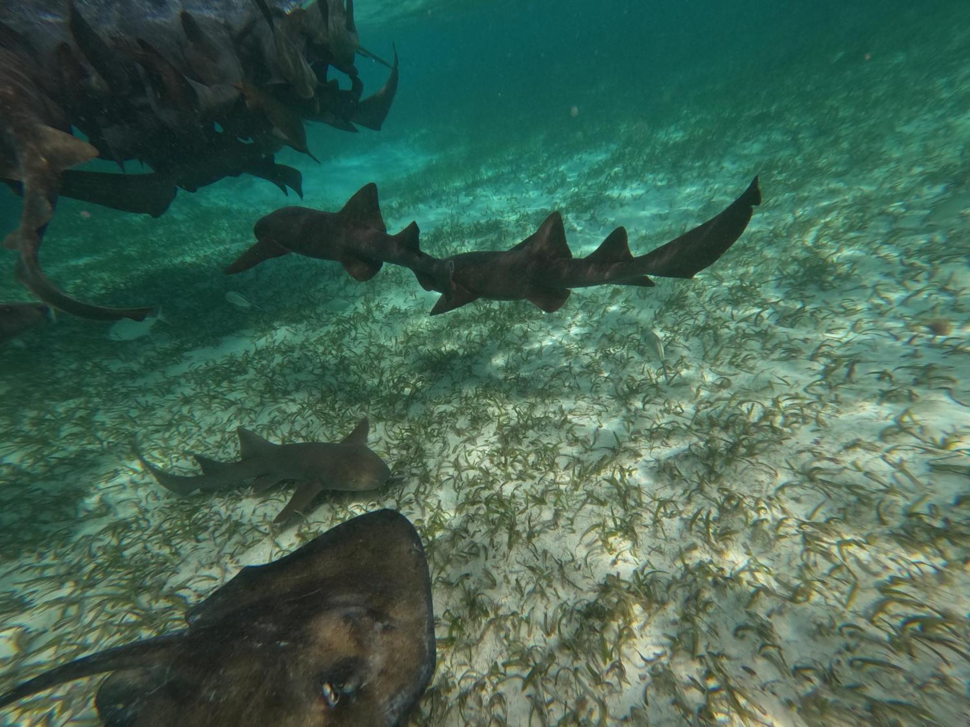 The Coral Casa Villa Caye Caulker Luaran gambar
