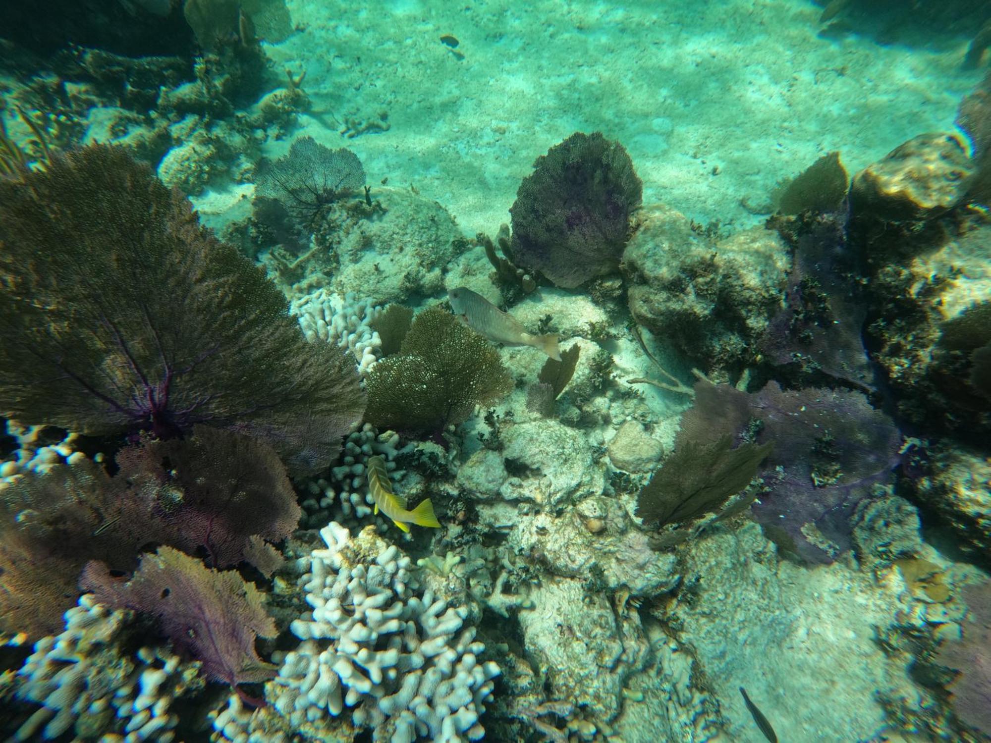 The Coral Casa Villa Caye Caulker Luaran gambar